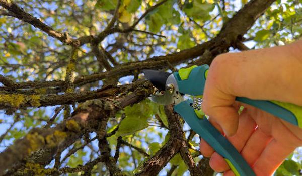 Expert Tree Maintenance for a Healthier Garden